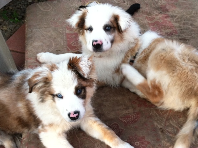 double merle adoption