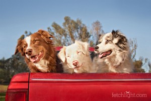 Aussie Rescue San Diego