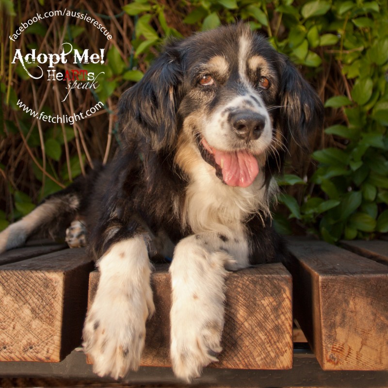 adoptable dog san diego aussie australian shepherd rescue