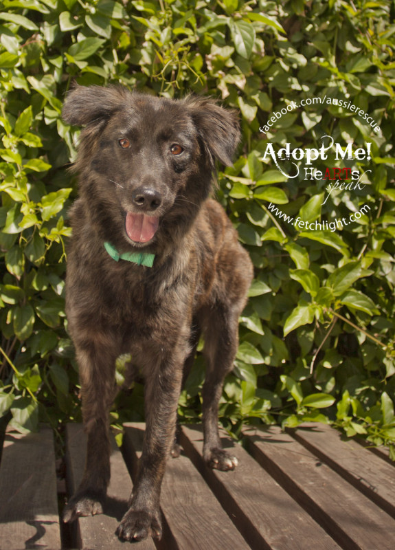 adoptable dog aussie rescue san diego