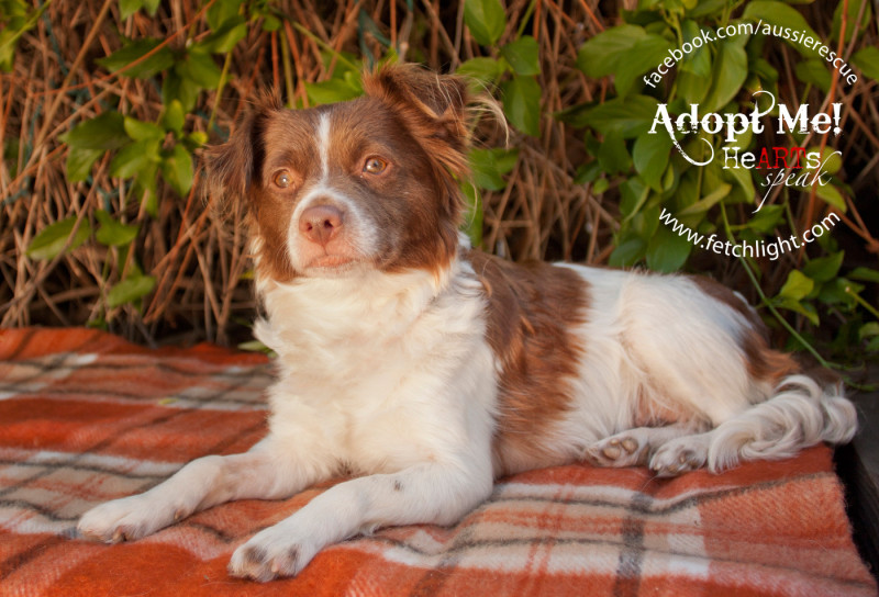 Aussie Rescue San Diego adoptable dog