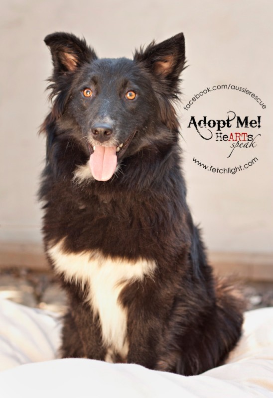 Aussie Rescue san diego adoptable dog
