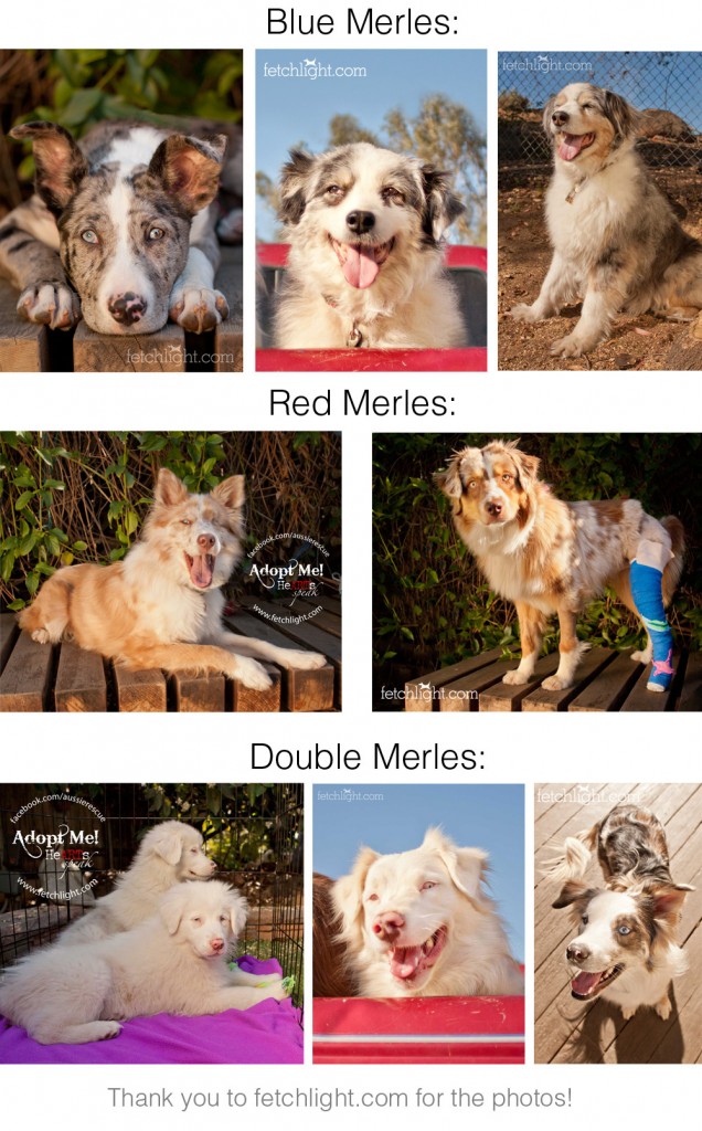 Double Merles Aussie Rescue San Diego