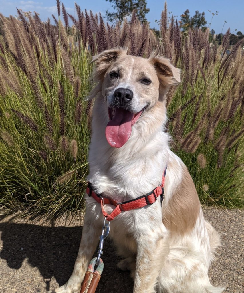 Ways to Help Aussie Rescue San Diego