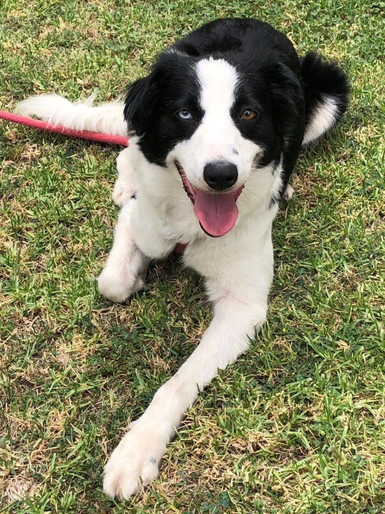 Adopt a Dog - Aussie Rescue San Diego