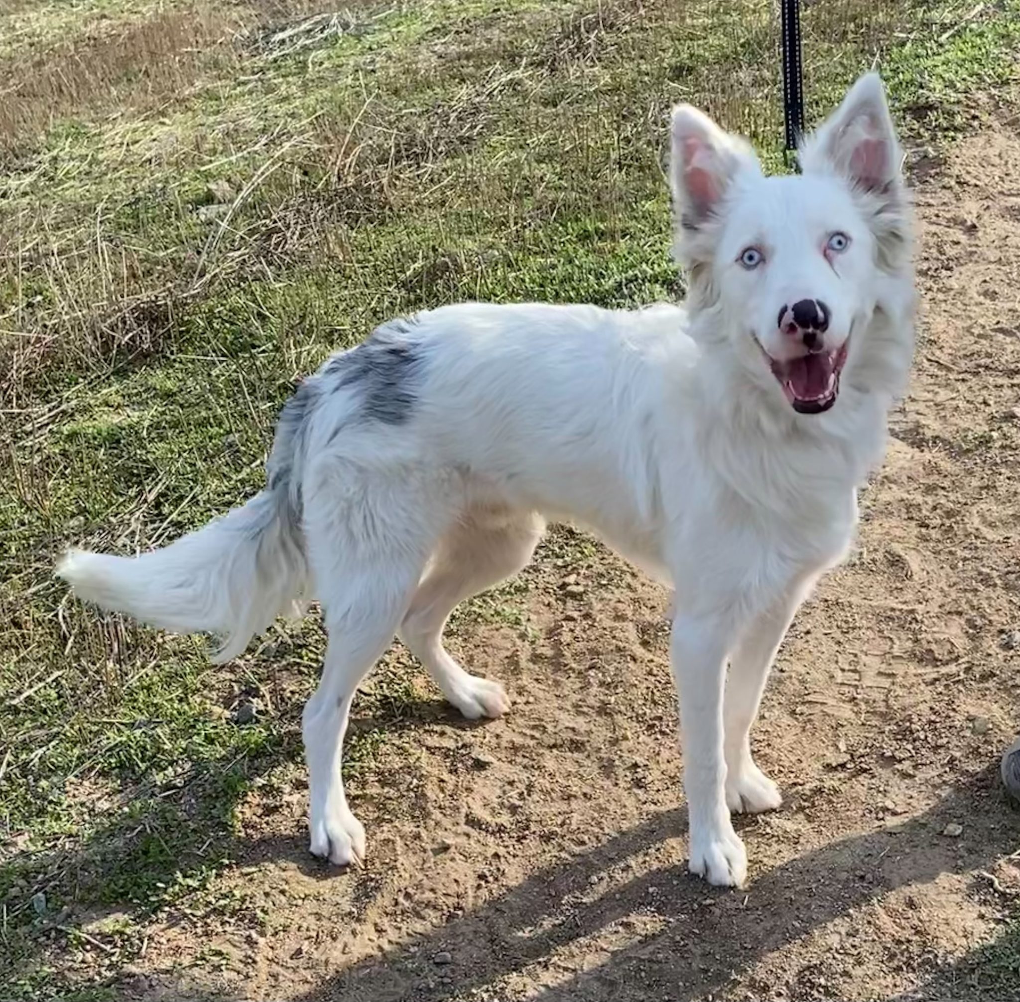 Adopt a Dog - Aussie Rescue San Diego