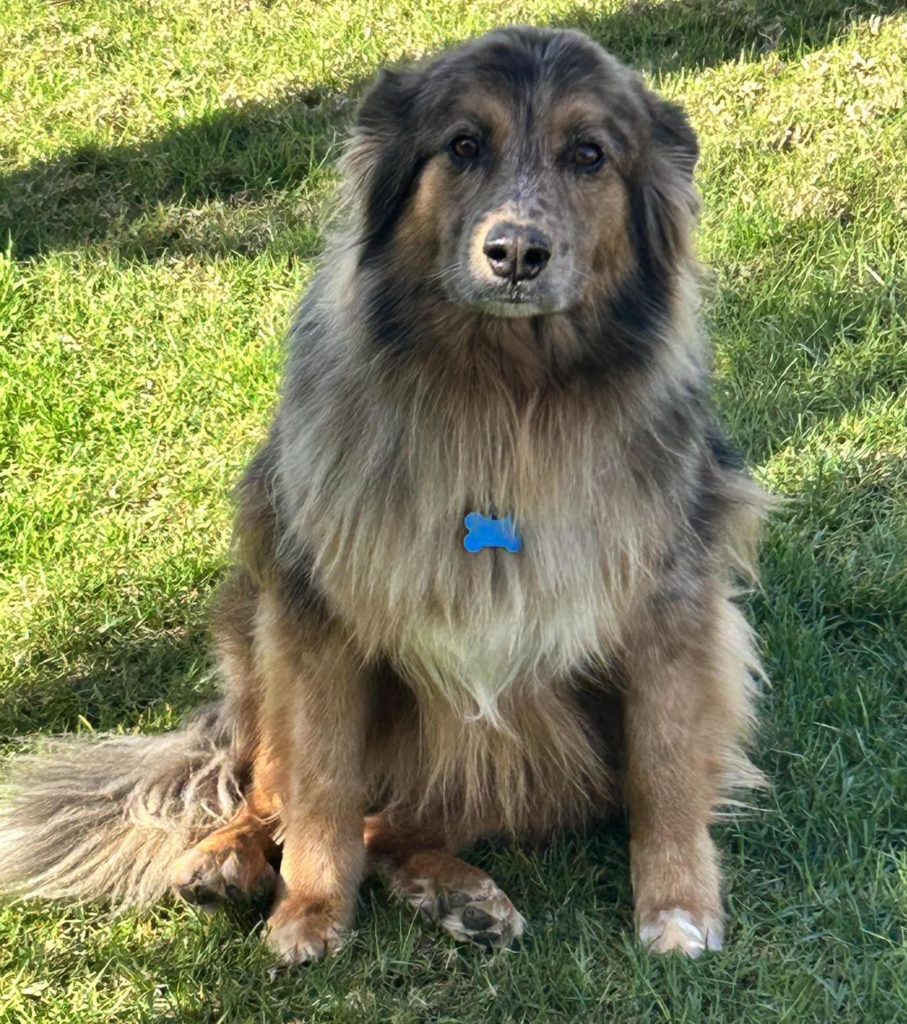 Adopt a Dog - Aussie Rescue San Diego