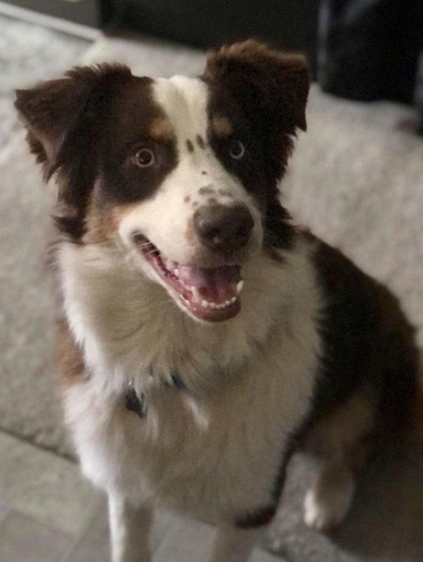 Adopt a Dog - Aussie Rescue San Diego