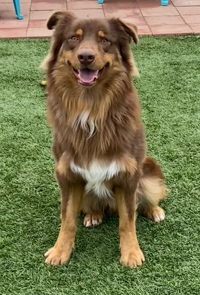 Adoptable ARSD Dogs - Aussie Rescue San Diego