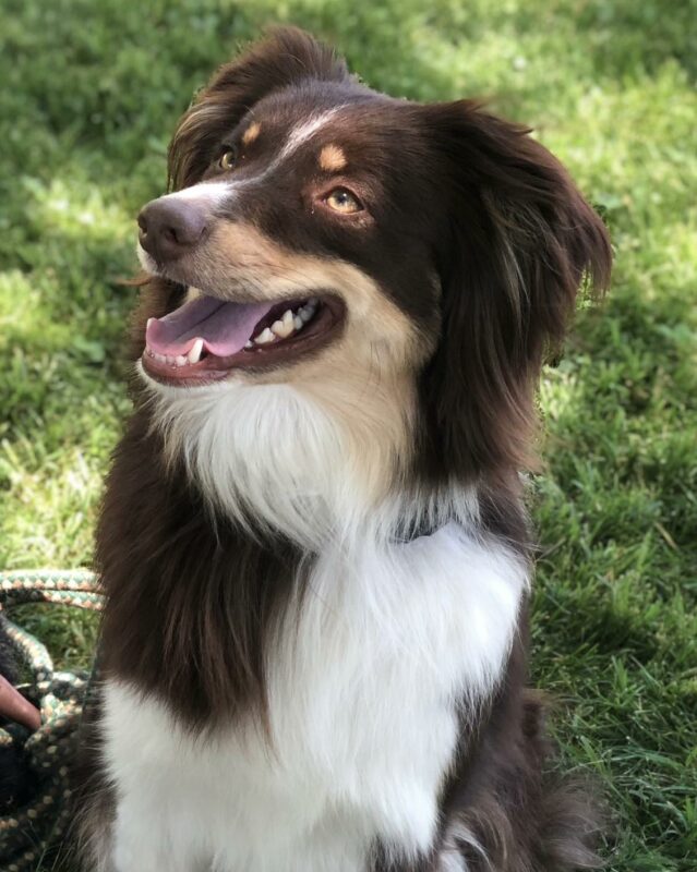 Brown Tri Australian Shepherd