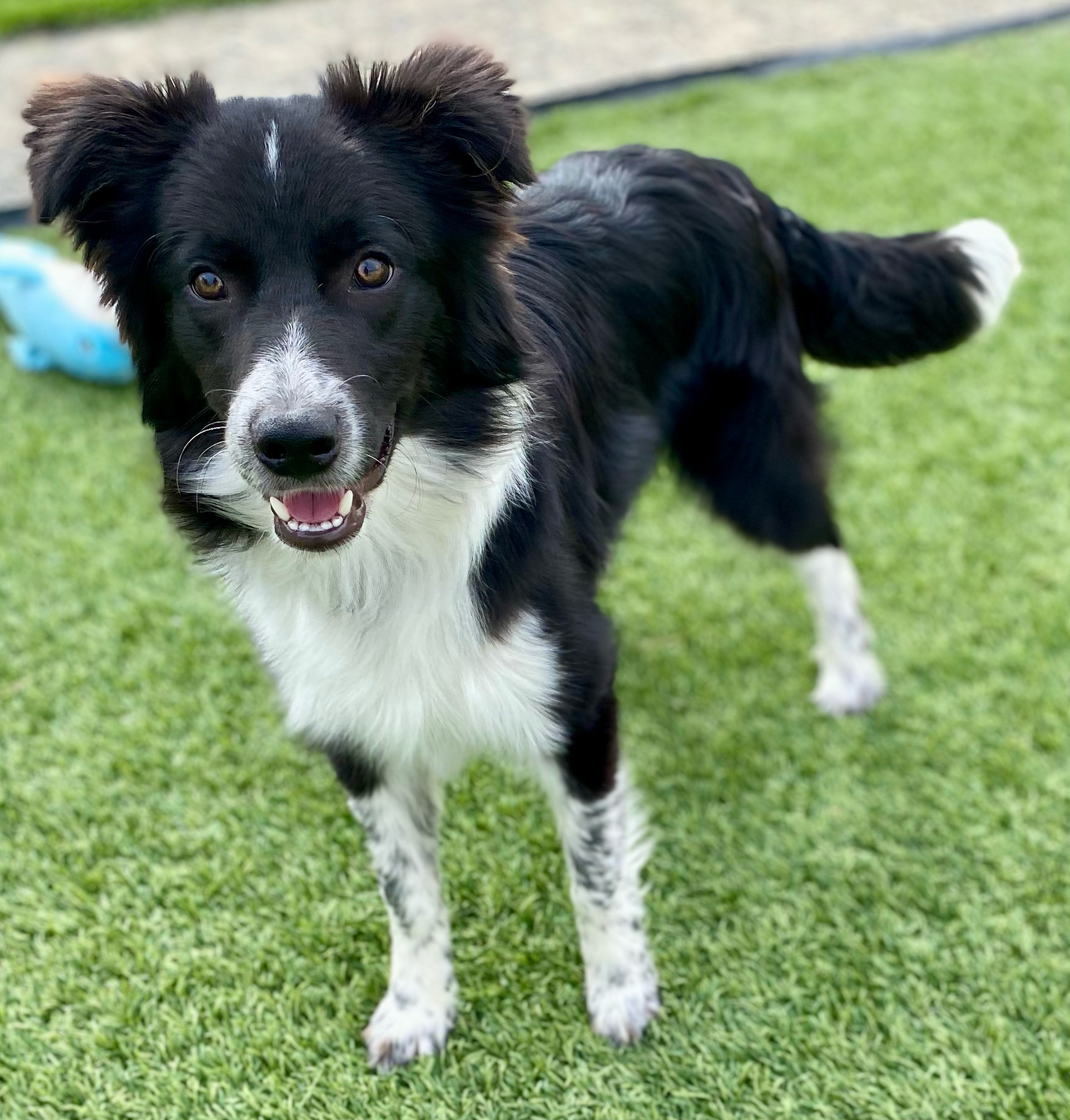 Adoptable ARSD Dogs - Aussie Rescue San Diego