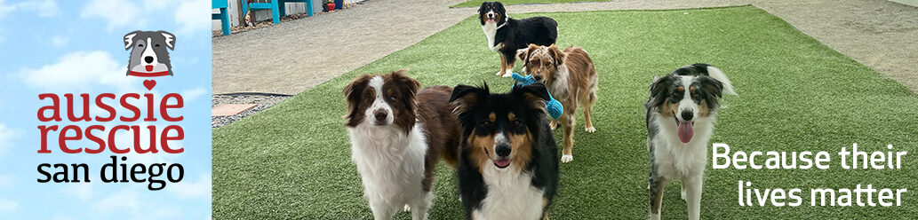 Aussie Rescue San Diego