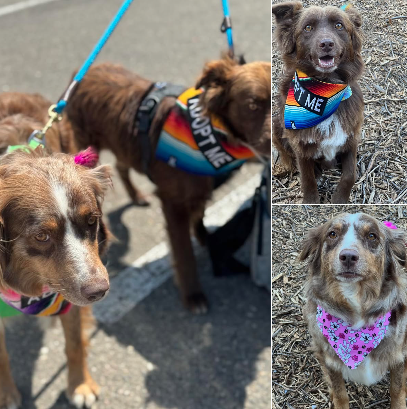 Adoptable ARSD Dogs - Aussie Rescue San Diego