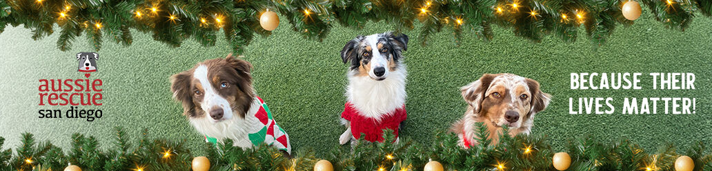 Aussie Rescue San Diego