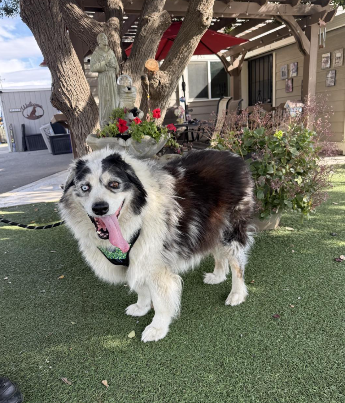 Adoptable ARSD Dogs - Aussie Rescue San Diego