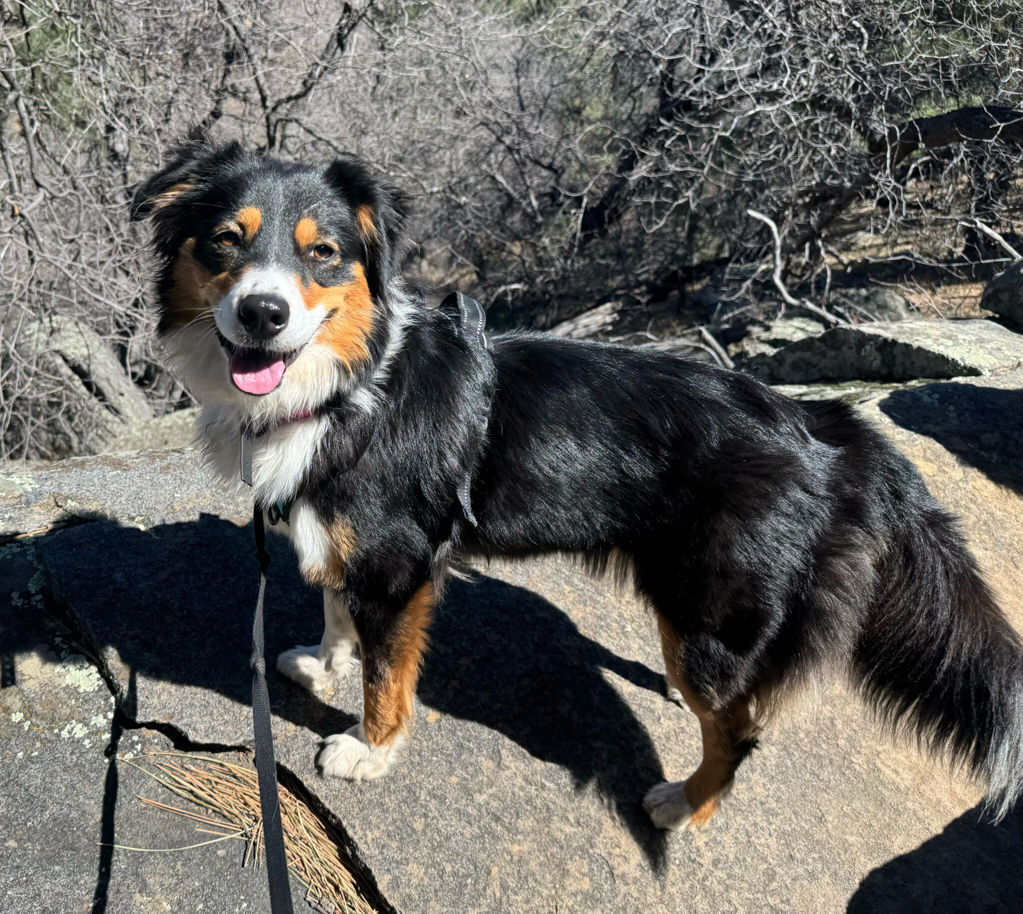 Adoptable ARSD Dogs - Aussie Rescue San Diego